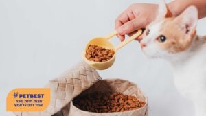 1762087128 6c55a17fd7c51036286c